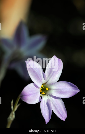 Ipheion uniflorum wisley blue closeup messa a fuoco selettiva petali di fiori ritratti di piante di fioritura bianca fiorisce strisce blu a strisce Foto Stock