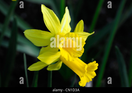 Narcissus peeping tom dwarf cyclamineus Div 6 ibrido precoce lungo stretto tromba svasata petali riflessi giallo oro Foto Stock