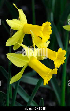 Narcissus peeping tom dwarf cyclamineus Div 6 ibrido precoce lungo stretto tromba svasata petali riflessi giallo oro Foto Stock