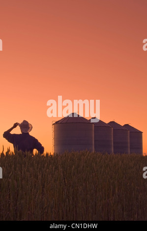 Il contadino si affaccia sulla sua molla raccolto di grano al tramonto con il grano deposito bidoni in background, vicino a Carey, Manitoba Foto Stock