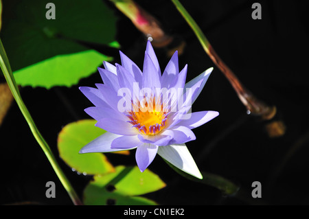 Viola Ninfea Bianca (Nymphaea) in giardini botanici reali, Sydney, Nuovo Galles del Sud, Australia Foto Stock