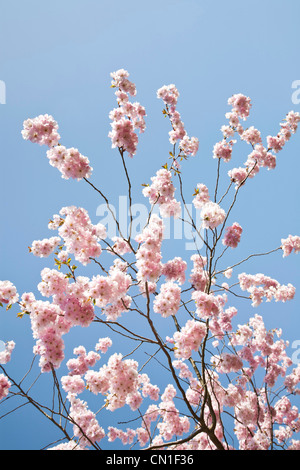 La molla di fiori di ciliegio contro un cielo blu Foto Stock