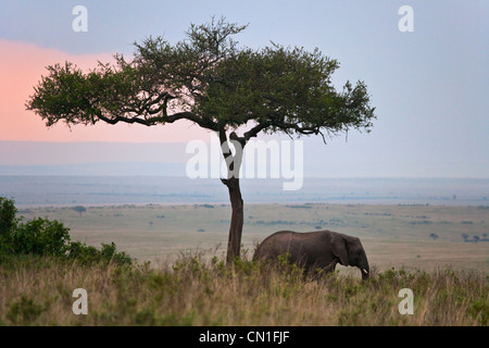 Elefanti sulla savana, il Masai Mara riserva nazionale, Kenya Foto Stock