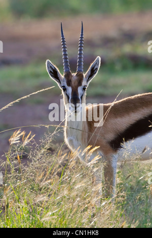 Thomson Gazelle Gazella (thomsoni) sulla savana, il Masai Mara riserva nazionale, Kenya Foto Stock