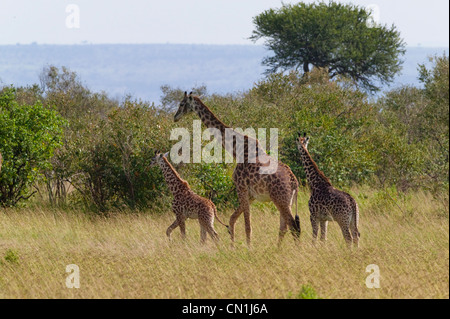 La giraffa famiglia sulla savana, il Masai Mara riserva nazionale, Kenya Foto Stock