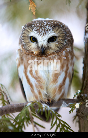 Northern Saw-Whet Gufo appollaiato su un albero di cedro Foto Stock