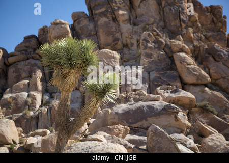 Joshua tree si trova nel parco nazionale di Joshua tree CA Foto Stock