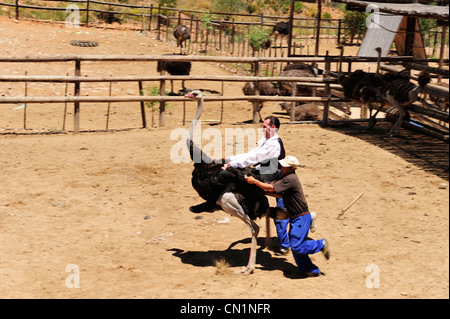 Ostrich maneggio a Cango struzzo agriturismo vicino a Oudtshoorn sulla Garden Route, Western Cape, Sud Africa Foto Stock