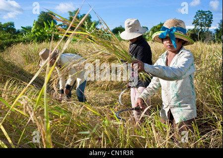 In Cambogia, in provincia di Battambang, il campo di riso nel nord di Battambang city, il riso è il taglio di potatura e le pulegge sono vincolati da Foto Stock