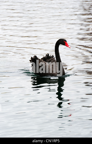 Black Swan nuotare nel lago in Lake Eola nel centro cittadino di Orlando, Florida. Foto Stock
