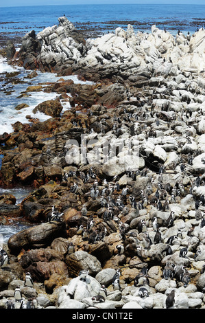 African colonia di pinguini in Stoney Point su Betty's Bay, Western Cape, Sud Africa Foto Stock