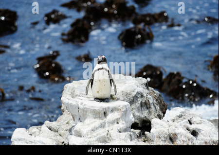 African colonia di pinguini in Stoney Point su Betty's Bay, Western Cape, Sud Africa Foto Stock