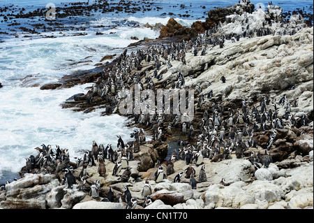 African colonia di pinguini in Stoney Point su Betty's Bay, Western Cape, Sud Africa Foto Stock