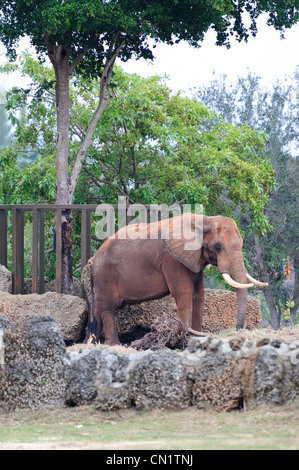 Elephant camminando in Miami zoo Foto Stock