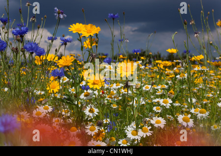 prato di wildflower in summer.poppies marigolds di mais Glebionis setetum camomile Anthemis arvensis e fiori di mais blu Centaurea cyanus Foto Stock