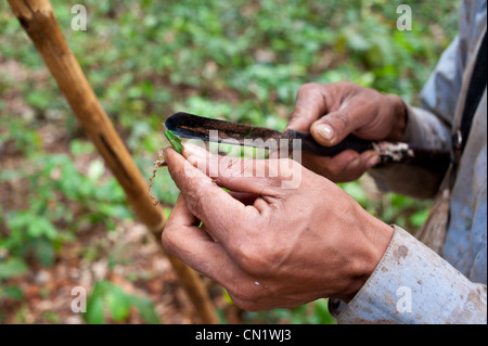 In Cambogia, in provincia di Ratanakiri, vicino Banlung (Ban polmonari), lattice essendo raccolti da una gomma filettati tree Foto Stock