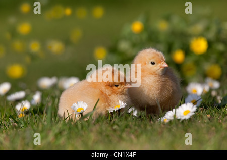 Polli appena schiusa in giardino con margherite in primavera Foto Stock