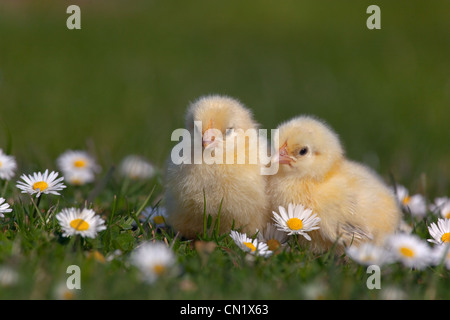 Polli appena schiusa in giardino con margherite in primavera Foto Stock