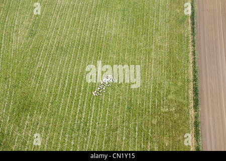 Vista aerea di ovini in campo, REGNO UNITO Foto Stock