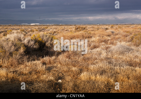 Paesaggio desertico della California meridionale Foto Stock