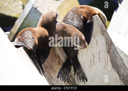 Capo le foche crogiolarsi al sole a Hermanus nuovo porto, nei pressi di Città del Capo, Sud Africa Foto Stock