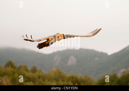 Subadult Lagermeier (Gypaetus barbatus) volare a uccelli necrofagi stazione di alimentazione, Spagna Foto Stock