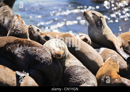 Capo le foche crogiolarsi al sole a Hermanus nuovo porto, nei pressi di Città del Capo, Sud Africa Foto Stock