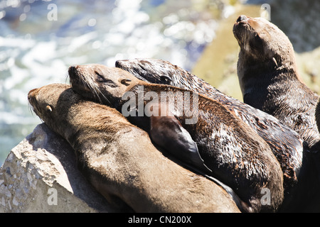 Capo le foche crogiolarsi al sole a Hermanus nuovo porto, nei pressi di Città del Capo, Sud Africa Foto Stock