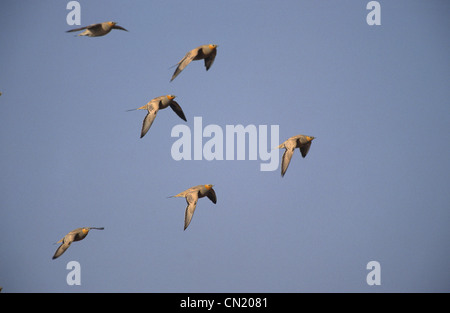 Avvistato Sandgrouse (Pterocles senegallus) piccolo gregge in volo il Sinai Egitto Foto Stock