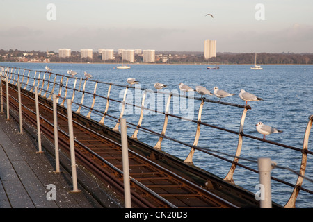 Gabbiani sul molo a Hythe in Southampton, Regno Unito Foto Stock