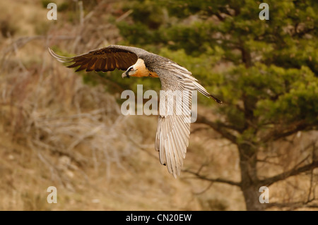 Subadult Lagermeier (Gypaetus barbatus) volare a uccelli necrofagi stazione di alimentazione, Spagna Foto Stock