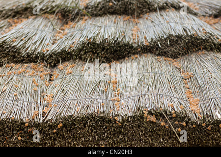 Ricoprendo di paglia sul tetto del granaio, REGNO UNITO Foto Stock
