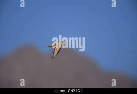 Avvistato Sandgrouse (Pterocles senegallus) maschio in volo il Sinai Egitto Foto Stock