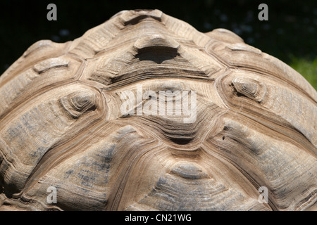 Tartaruga gigante di Aldabra shell Foto Stock