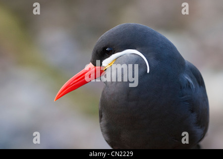 Inca tern - Larosterna inca Foto Stock