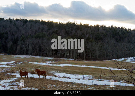 Due cavalli in campo, Massachusetts, STATI UNITI D'AMERICA Foto Stock