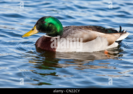 Maschio di germano reale - Anas platyrhynchos, REGNO UNITO Foto Stock