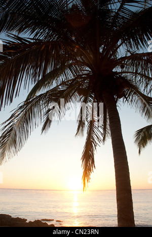 Palm Tree sulla spiaggia, Tulum, Messico Foto Stock