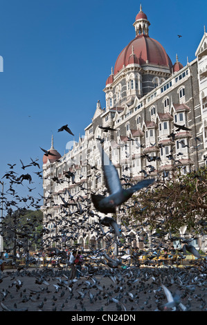 Piccioni al Taj Mahal Palace Hotel Colaba Mumbai Bombay in India Foto Stock