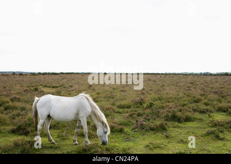 Wild Horse pascolo Foto Stock