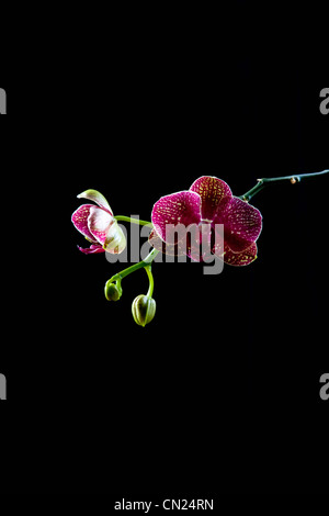 Orchid, still life Foto Stock