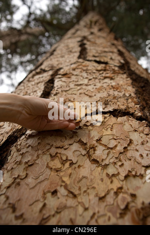 Donna toccando di corteccia di albero Foto Stock