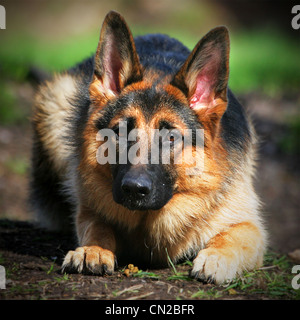 Pastore Tedesco cane Foto Stock