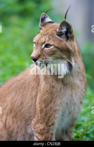 Canadesi o Lynx Lynx settentrionale - Felis Canadensis ritratto Foto Stock