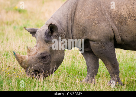 Rinoceronte nero - Diceros simum - pascolo Foto Stock