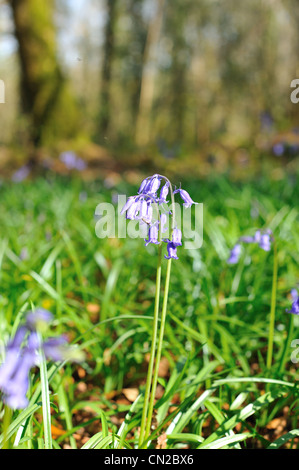 Poco magica di bluebells sulla giornata di sole nella foresta Foto Stock