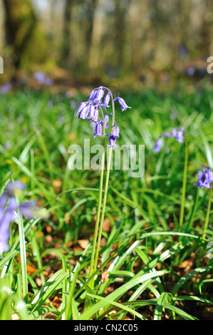 Mazzetto di bluebells fiori di primavera nella foresta Foto Stock