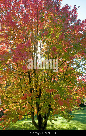 Attraenti colori autunnali su un campione di fine di Acer Rubra " Ottobre Gloria' Foto Stock