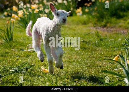 Un agnello scorazzare nel sole di primavera Foto Stock