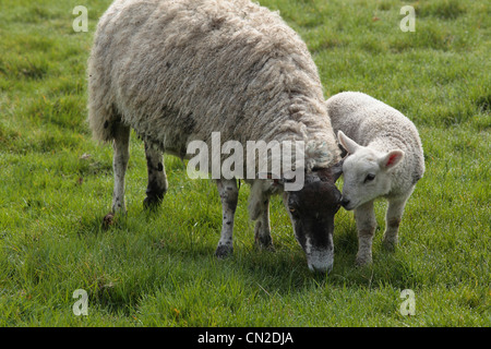 Una pecora e il suo lamb in un campo di Nidderdale, Yorkshire Foto Stock